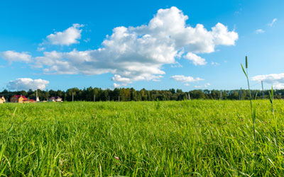green grass