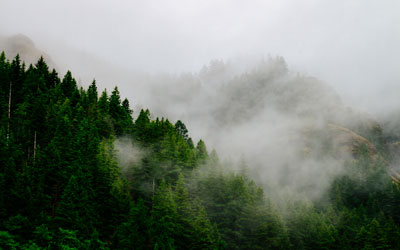 fog covering a mountain