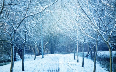leafless trees dusted in snow